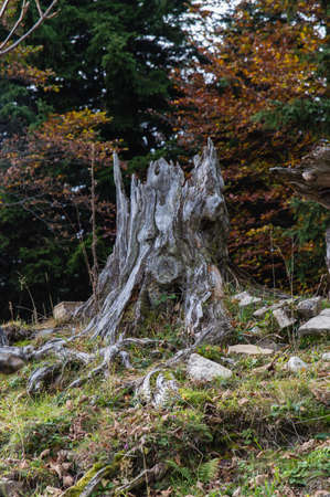 High latitude dead tree.の写真素材