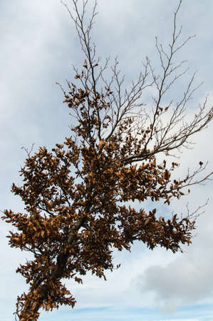 Tree Branch in Autumnの写真素材