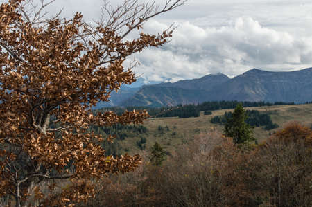Tree Branch in Autumnの写真素材