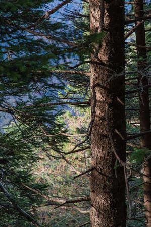 Sun Shining on a trees bark in an Austrian Mountain Forest.の写真素材
