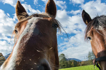 Close up of beautiful horse.の写真素材