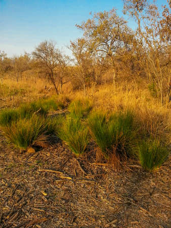 Landscape view of Loskop Nature Reserve,South Africaの写真素材