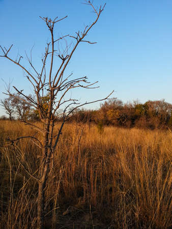 Landscape view of Loskop Nature Reserve,South Africaの写真素材