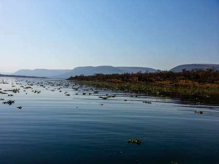 View of Olifants River (South Africa), full of waterlilies.の写真素材