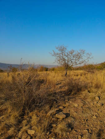 Landscape view of Loskop Nature Reserve,South Africaの写真素材