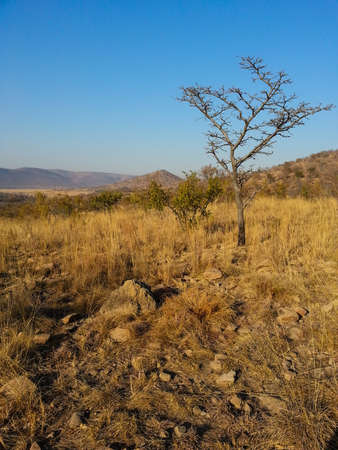 Landscape view of Loskop Nature Reserve,South Africaの写真素材