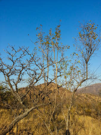 Landscape view of Loskop Nature Reserve,South Africaの写真素材