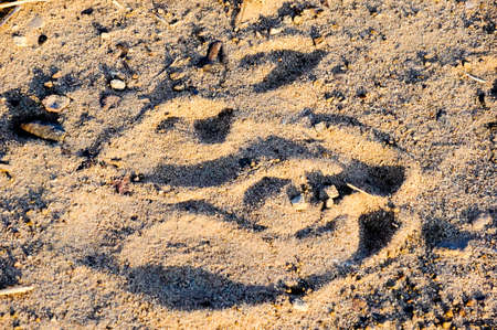 A Giraffes Footprint in Desert Sandの写真素材