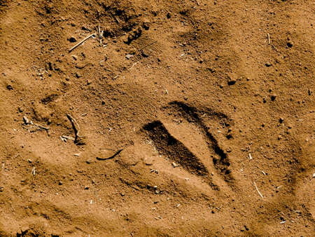 A Giraffes Footprint in Desert Sandの写真素材