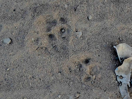 Footprint of jaguar in the Sandの写真素材