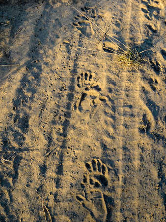 A variety of Animal Footprints in Africaの写真素材