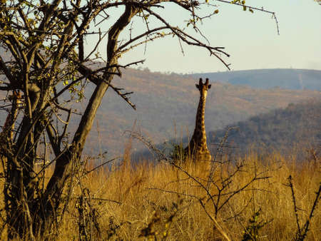 A Giraffe looking curiously in the cameraの写真素材