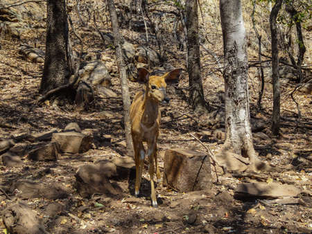Female impala antelopes posing togetherの写真素材