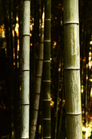 Bamboo grove, bamboo forest at Lingyin Temple Complex, China
