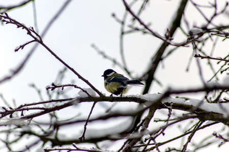 Great tit on a branch in winter forestの写真素材