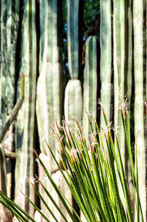 A Green cactus backgroundの写真素材