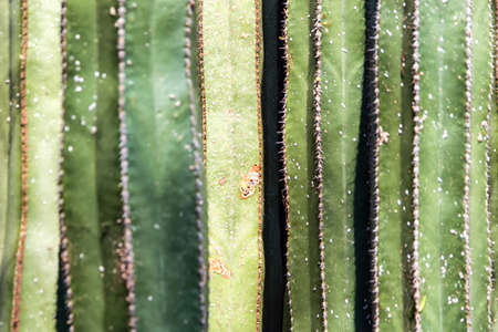 A Green cactus backgroundの写真素材