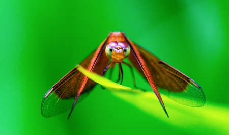 Extreme Close Up of a Dragonfly looking into the cameraの写真素材