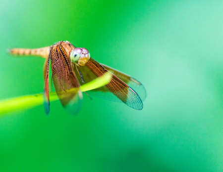The photo shows a closeup of a dragonfly clinging to a twigの写真素材