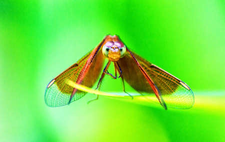Extreme Close Up of a Dragonfly looking into the cameraの写真素材