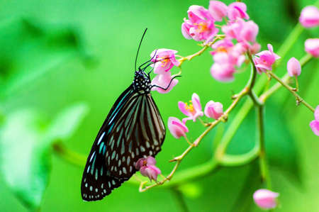 Dark blue tiger Butterfly Close Upの写真素材