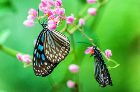 Dark blue tiger Butterfly Close Upの写真素材