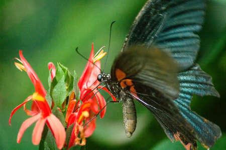 A Butterfly in drinking from red flowersの写真素材
