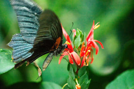 A Butterfly in drinking from red flowersの写真素材