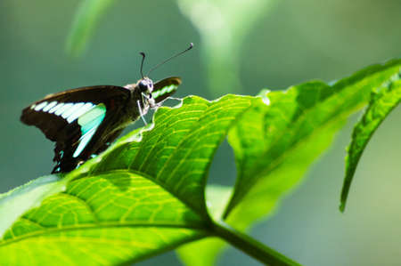 Black and Blue Butterfly perched on a leafの写真素材