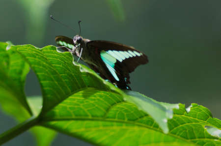 Black and Blue Butterfly perched on a leafの写真素材