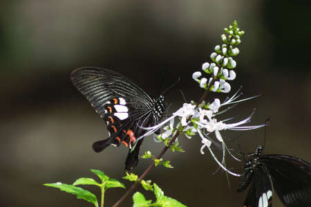 A Butterfly in drinking from flowersの写真素材