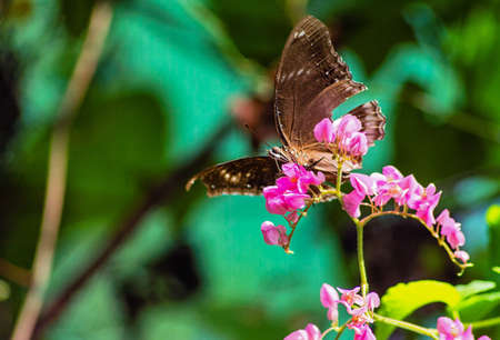 A Butterfly in drinking from flowersの写真素材