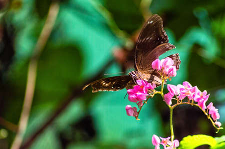 A Butterfly in drinking from flowersの写真素材