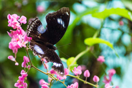 Black and Blue Butterfly perched on a leafの写真素材