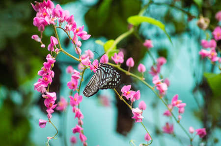Dark blue tiger Butterfly Close Upの写真素材