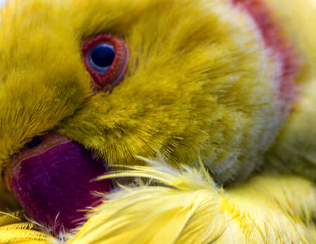 A close up of a yellow canary birdの写真素材