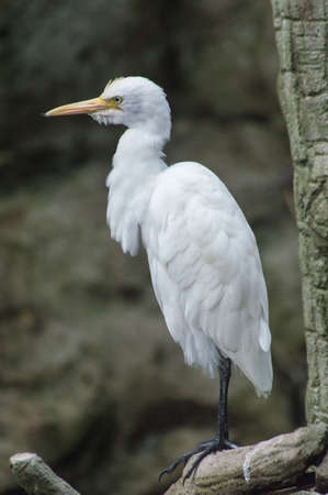 A white egret on a treeの写真素材