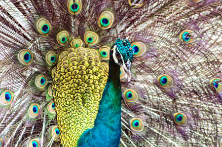 Close up of peacock showing its beautiful feathersの写真素材