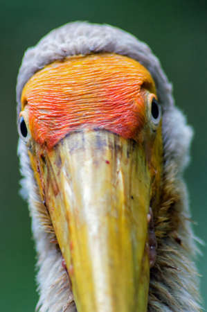 Close up of a Beautiful Painted Stork (Mycteria leucocephala)の写真素材