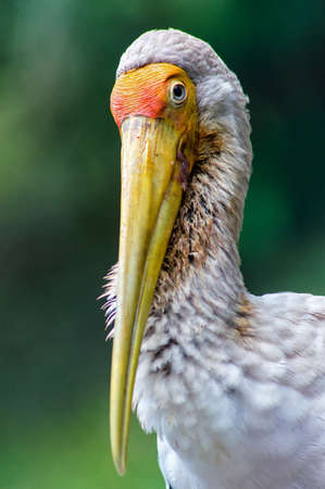 Close up of a Beautiful Painted Stork (Mycteria leucocephala)の写真素材
