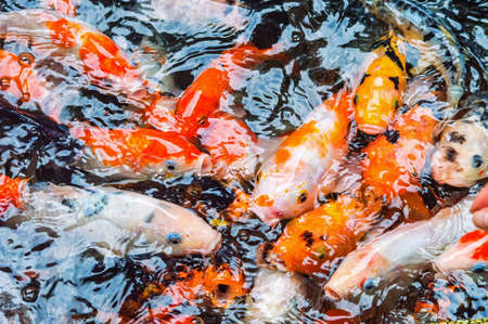 Koi carp, symbols of good luck and prosperity in Japanの写真素材