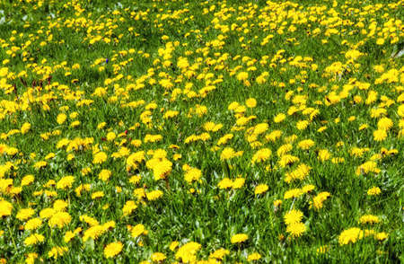 beautiful dandelions in the meadowの写真素材