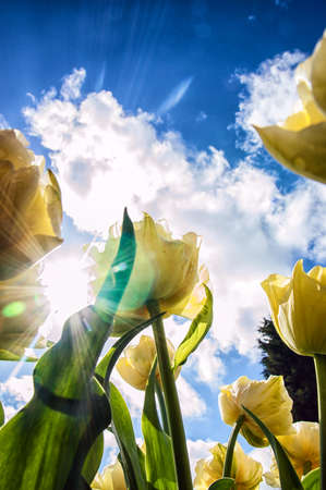 Beautiful tulips shot from low angleの写真素材