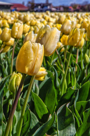 Tulips in Springtime, on a sunny day, North Holland, The Netherlandsの写真素材