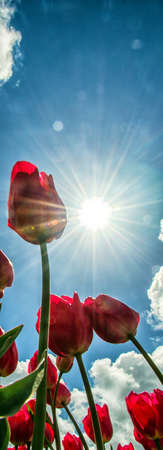 Beautiful tulips shot from low angleの写真素材