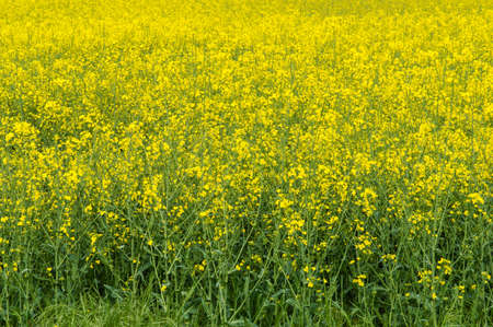 Flowering rapeseed, Brassica napus, on a field of rape in spring