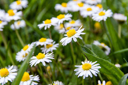 Wild daisies in the meadowの写真素材