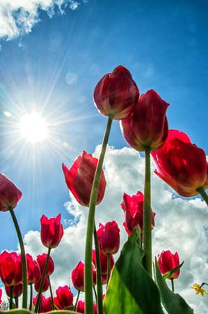 Beautiful tulips shot from low angleの写真素材