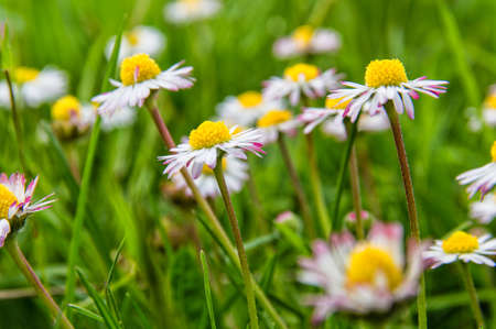 Wild daisies in the meadowの写真素材