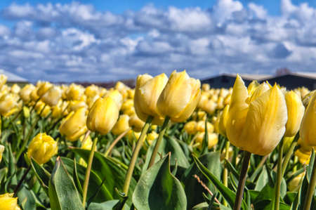 Tulips in Springtime, on a sunny day, North Holland, The Netherlands